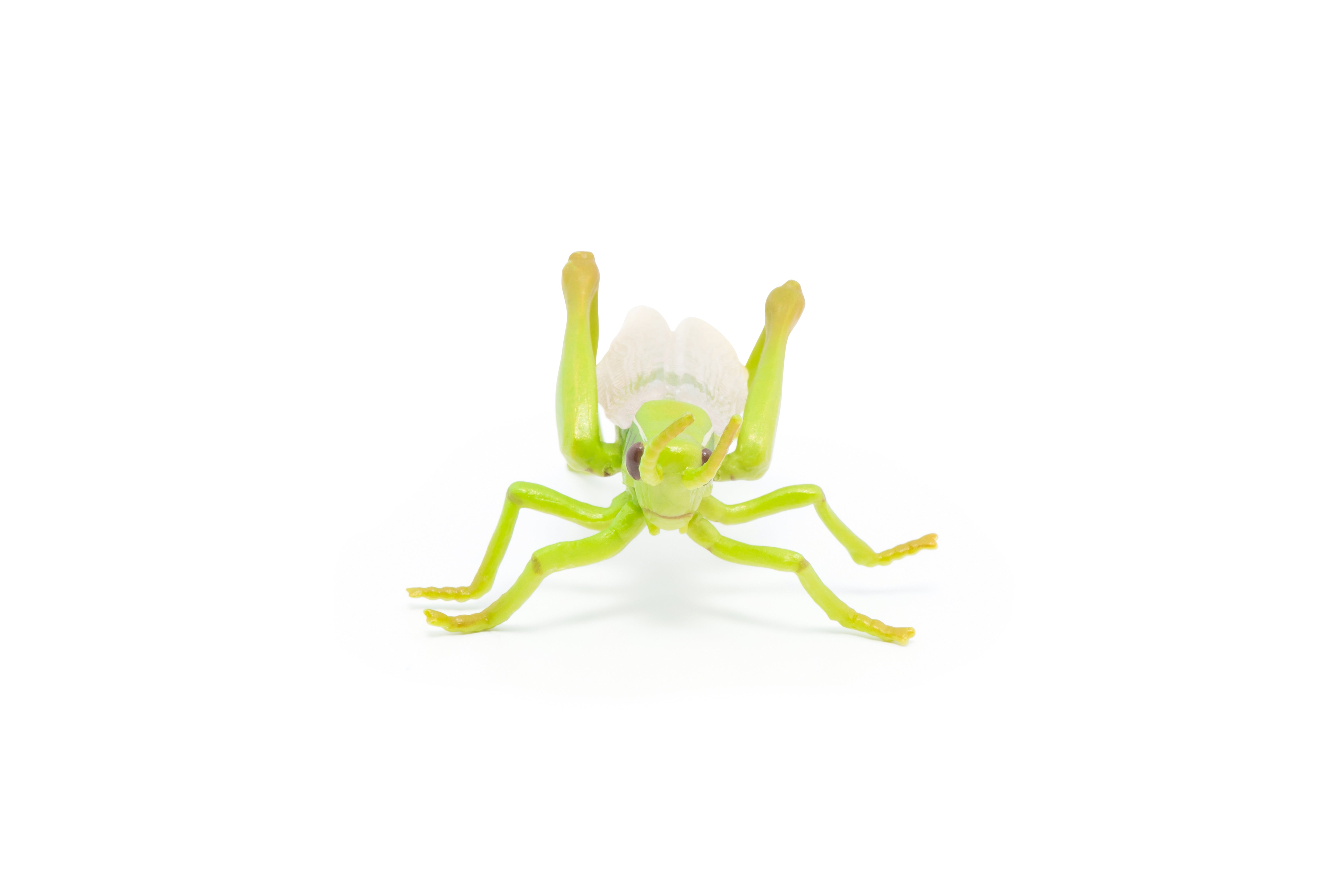 papo-garden-animals-heuschrecke-insektenfigur-gr-n image 4