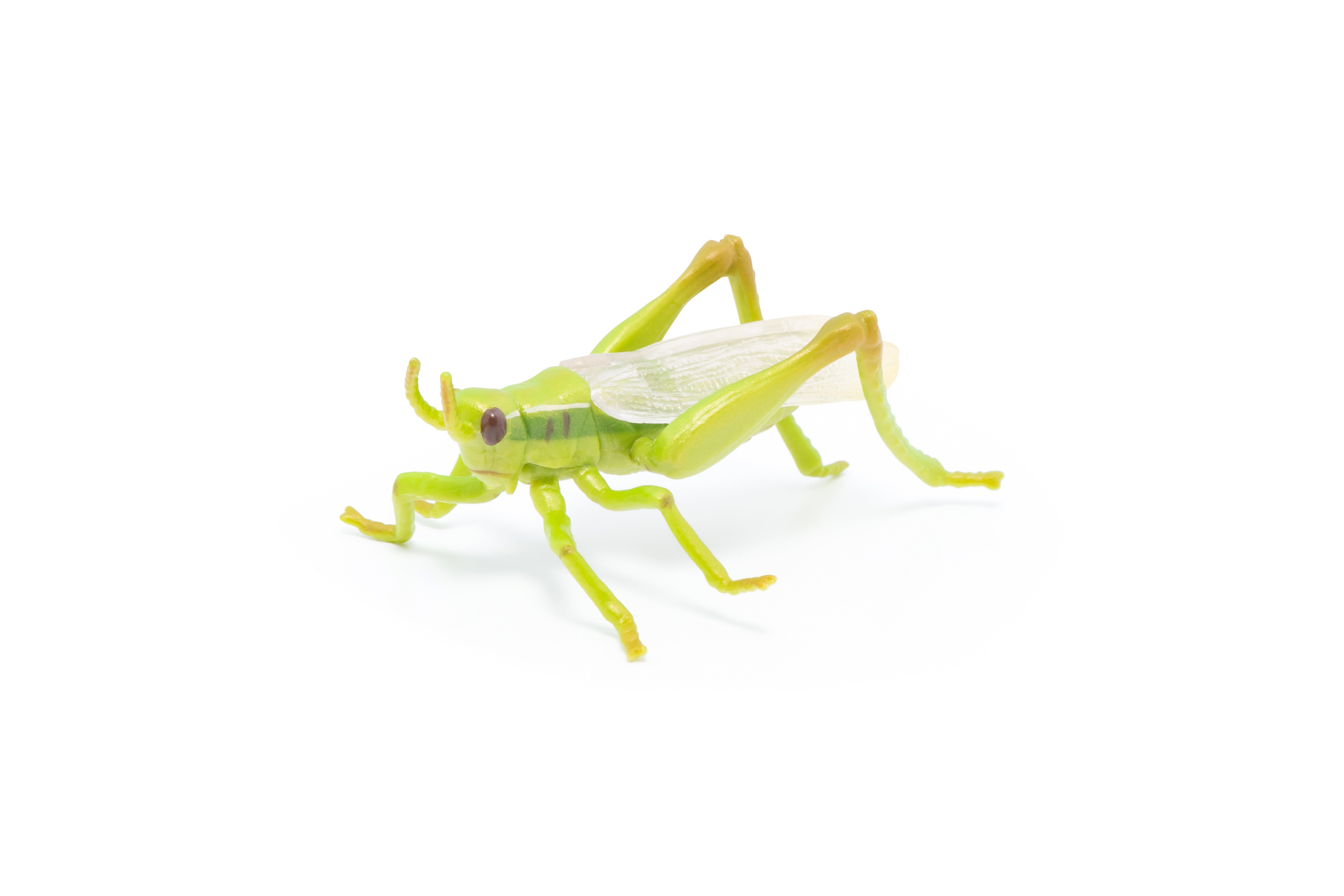 papo-garden-animals-heuschrecke-insektenfigur-gr-n image 3