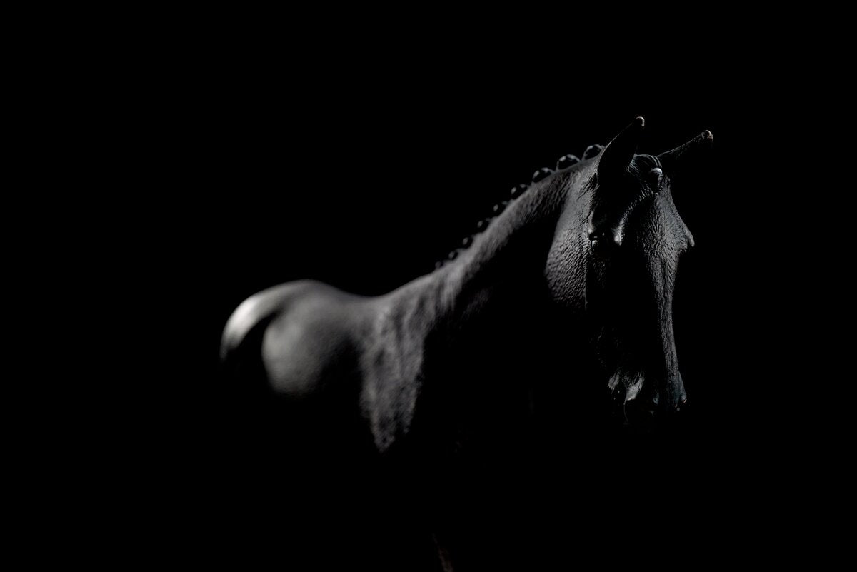 schleich-horse-club-sonata-trakehner-stute-sammlerfigur-1-12 image 7