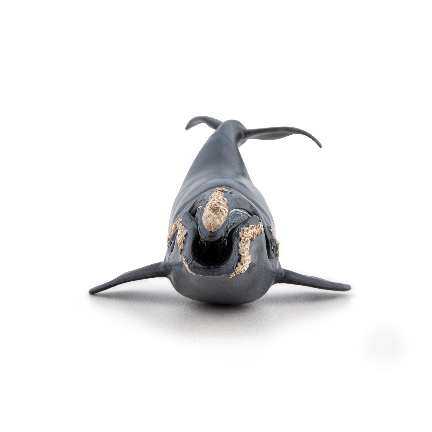 papo-marine-world-glattwal-figur-meerestier image 3