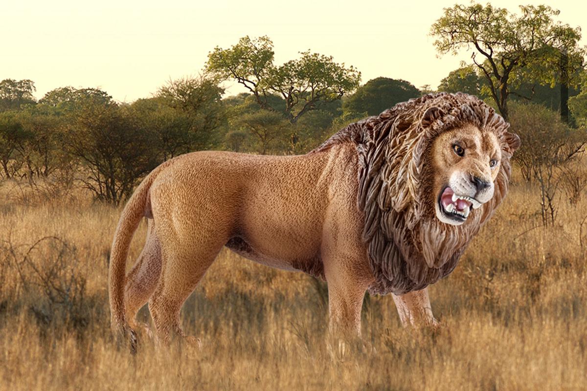 schleich-wild-life-l-we-br-llend-tierfigur-14726 image 2