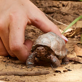 schleich-wild-life-riesenschildkr-te-tierfigur-reptil image 2
