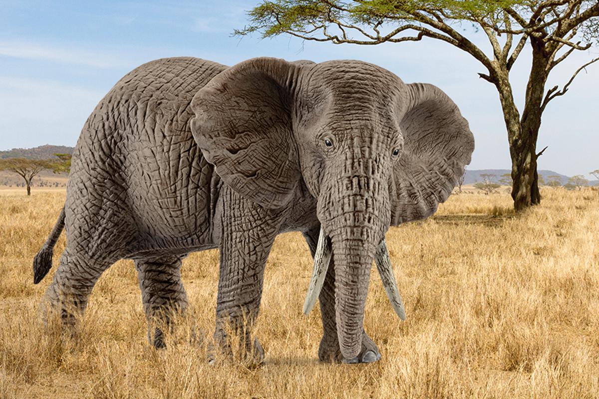 schleich-wild-life-afrikanische-elefantenkuh-14761-figur image 2
