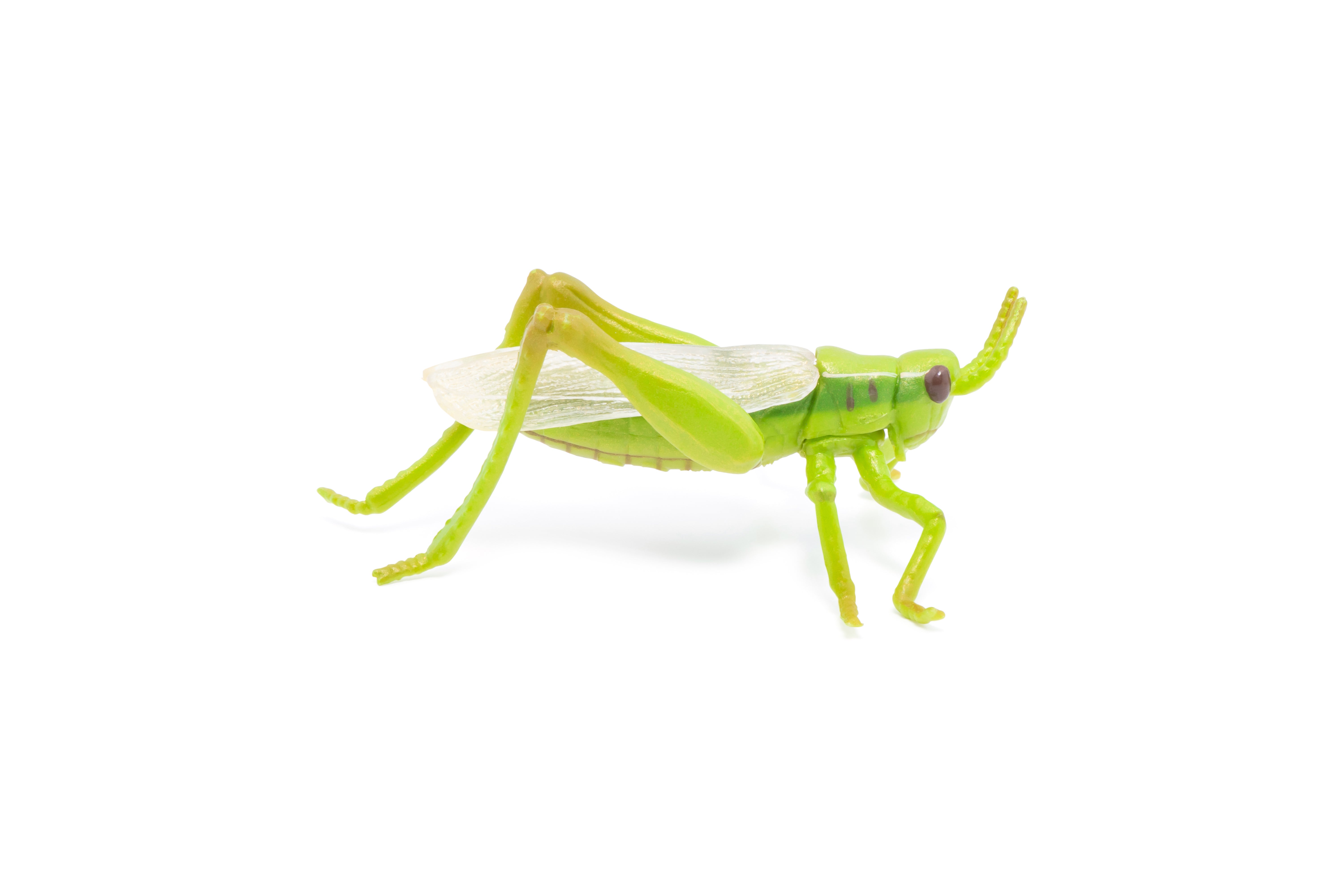 papo-garden-animals-heuschrecke-insektenfigur-gr-n image 6